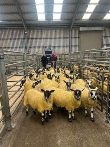 Champion ewe lambs from Messrs Galloway, Lochlyoch